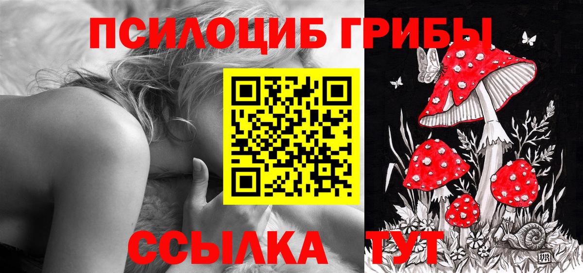 Псилоцибиновые грибы Psilocybe Тайшет